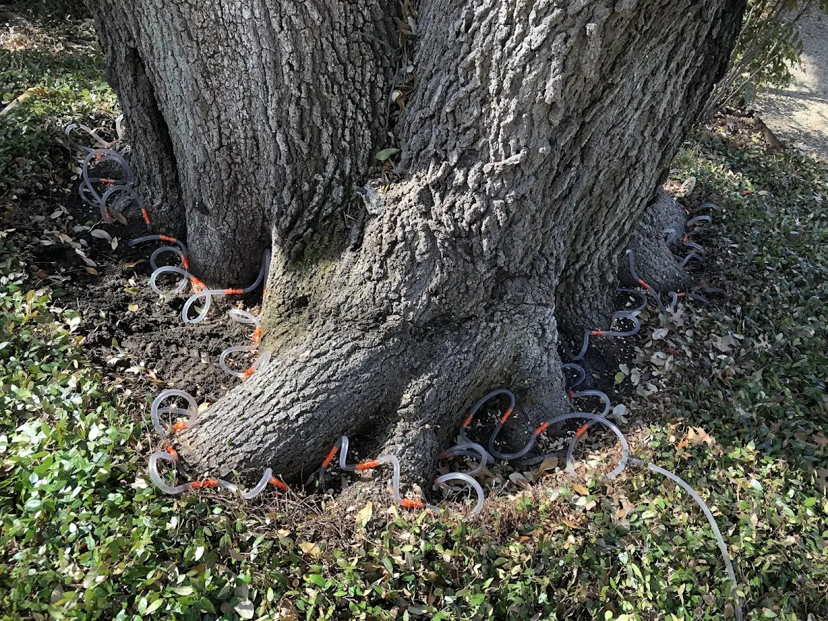 Detailed Tree Cabling and Bracing job site in Sulphur Rock