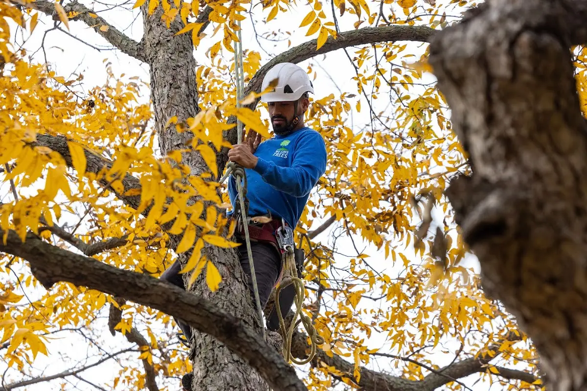 Skilled Tree Planing crew working in Sulphur Rock