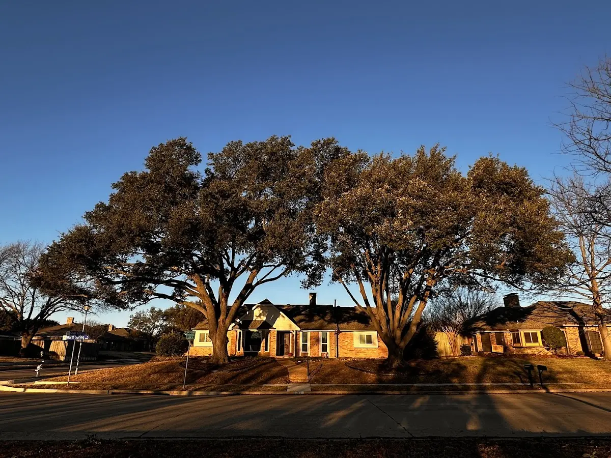 Established residential canopy tree shading a home in Sulphur Rock